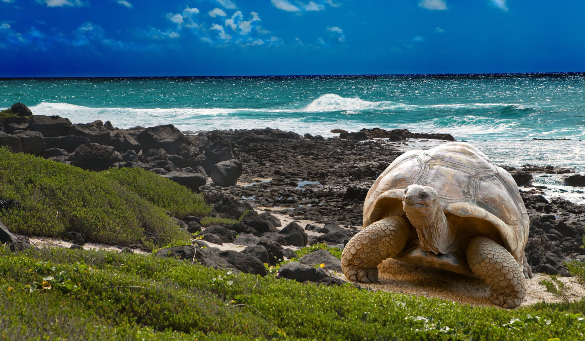 tortoise on beach in Galapagos Ecuador