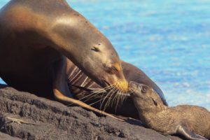 One of the Galapagos Big 15 - a sea lion