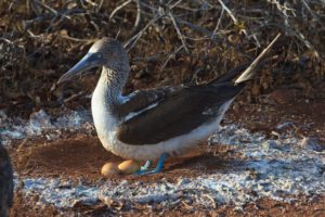 One of the Galapagos Big 15 - the blue footed booby