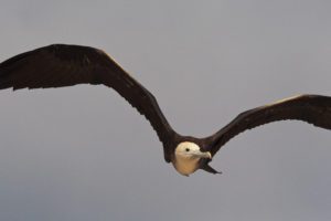 One of the Galapagos Big 15 - an albatros