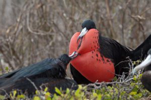 One of the Galapagos Big 15 - the frigate birds