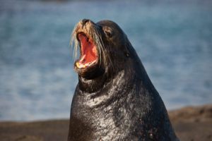One of the Galapagos Big 15 - a fur seal