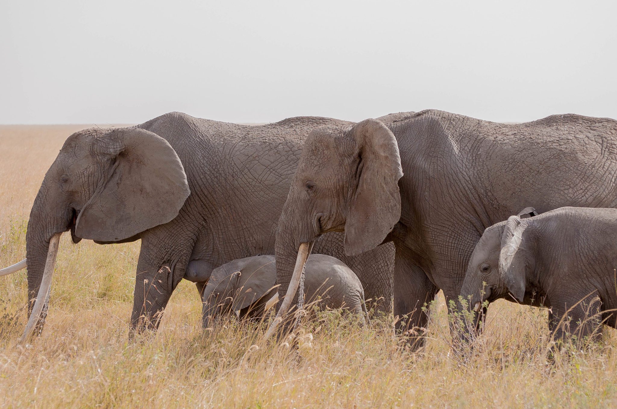 Tanzania wildlife - elephants