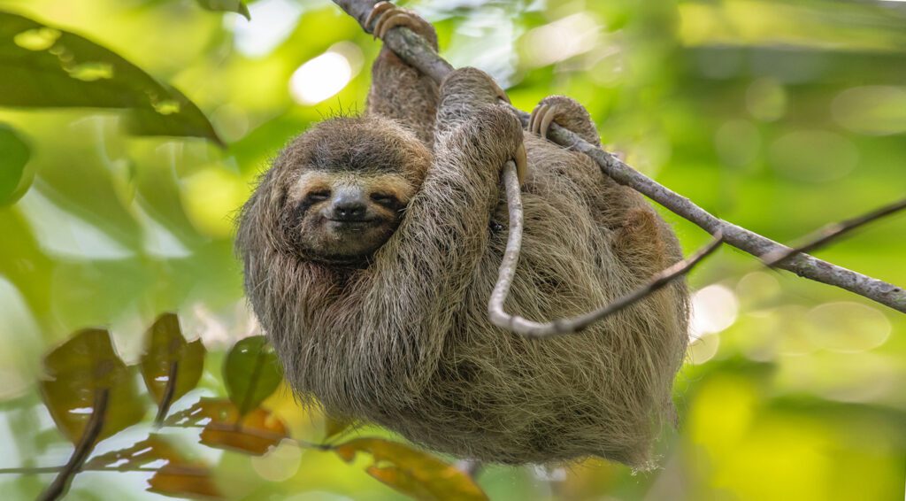 sloth sleeping in tree branches in costa rica