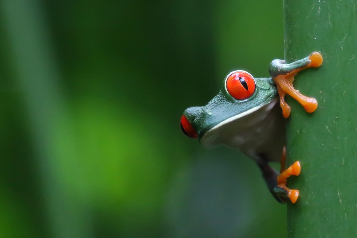 tree frog in rain forest of costa rica