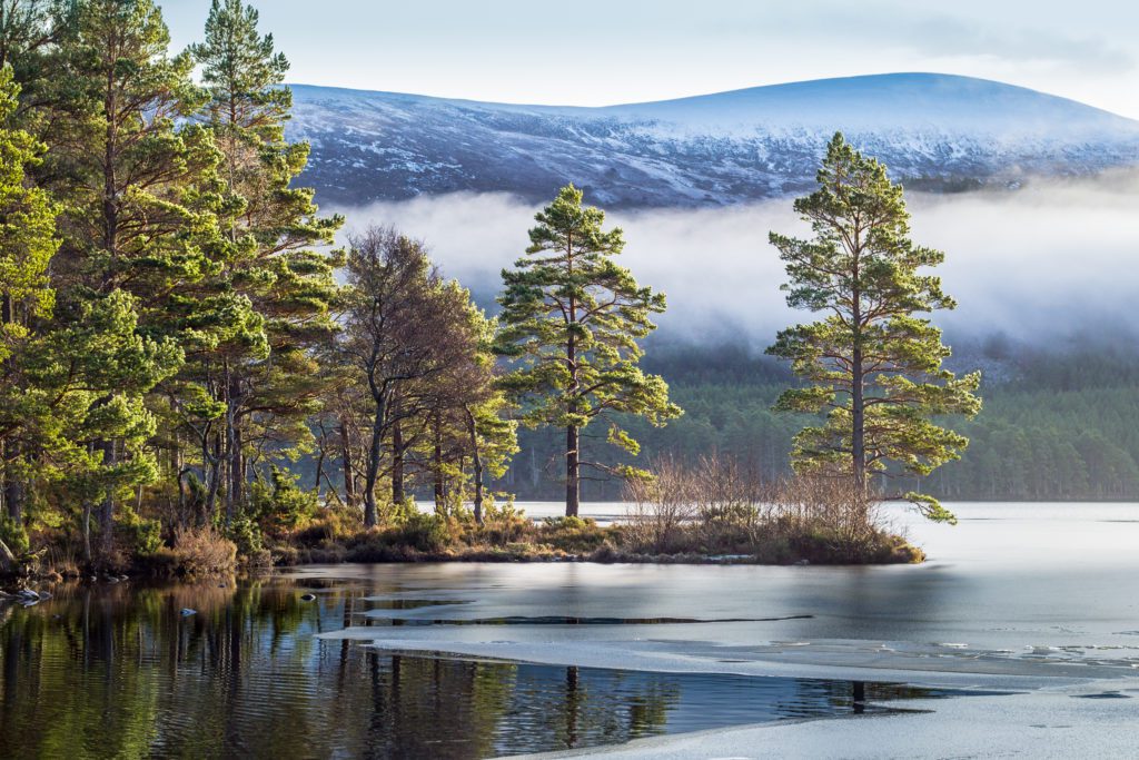 what to see in scotland? Rothiemurchus Forest