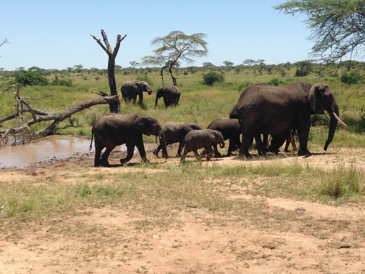 Looking Back on a Family Safari for Father’s Day - Thomson Family ...