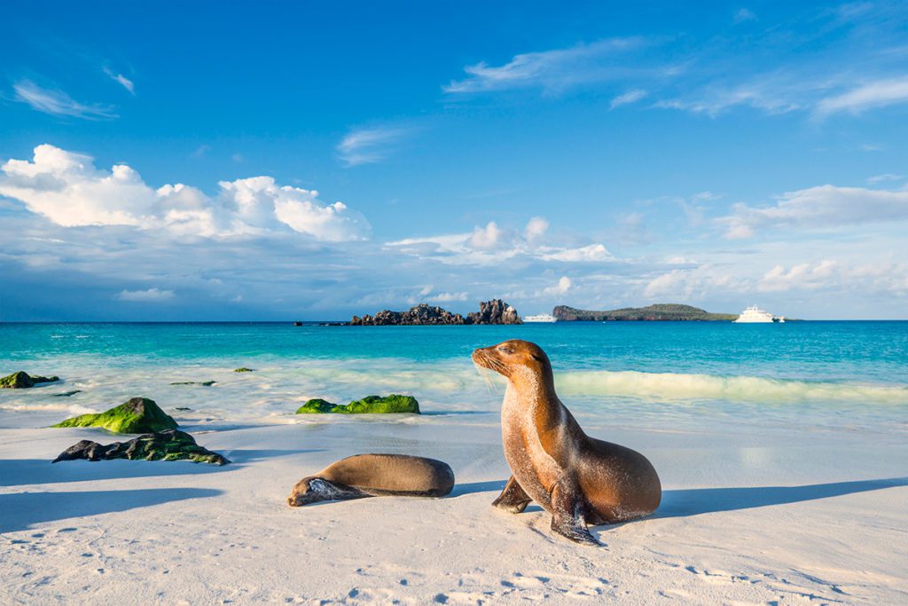 sea lion on beach in galapagos islands