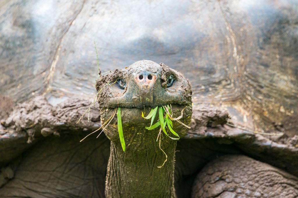 tortoise on galapagos islands