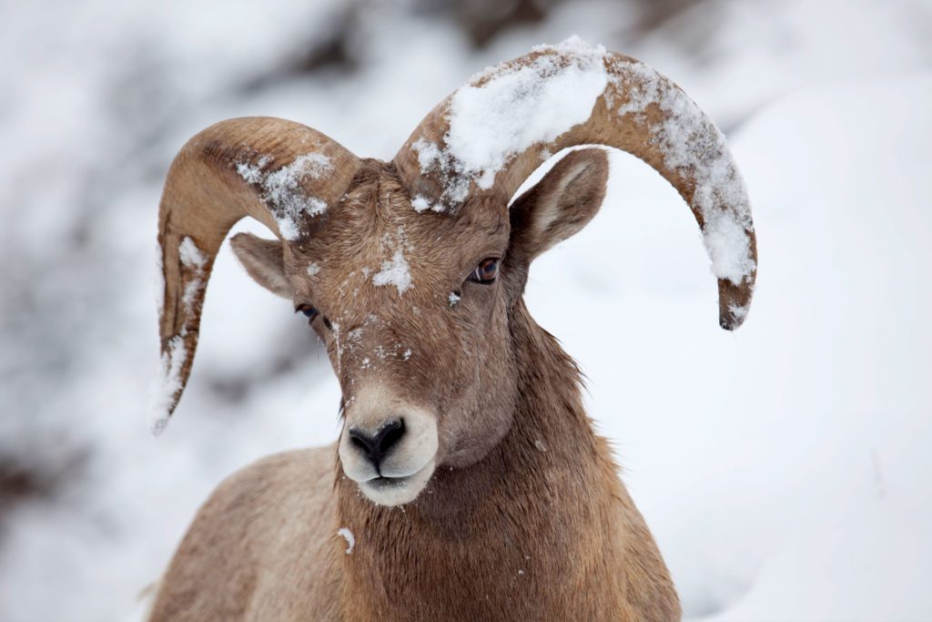 big horn sheep in yellowstone national park