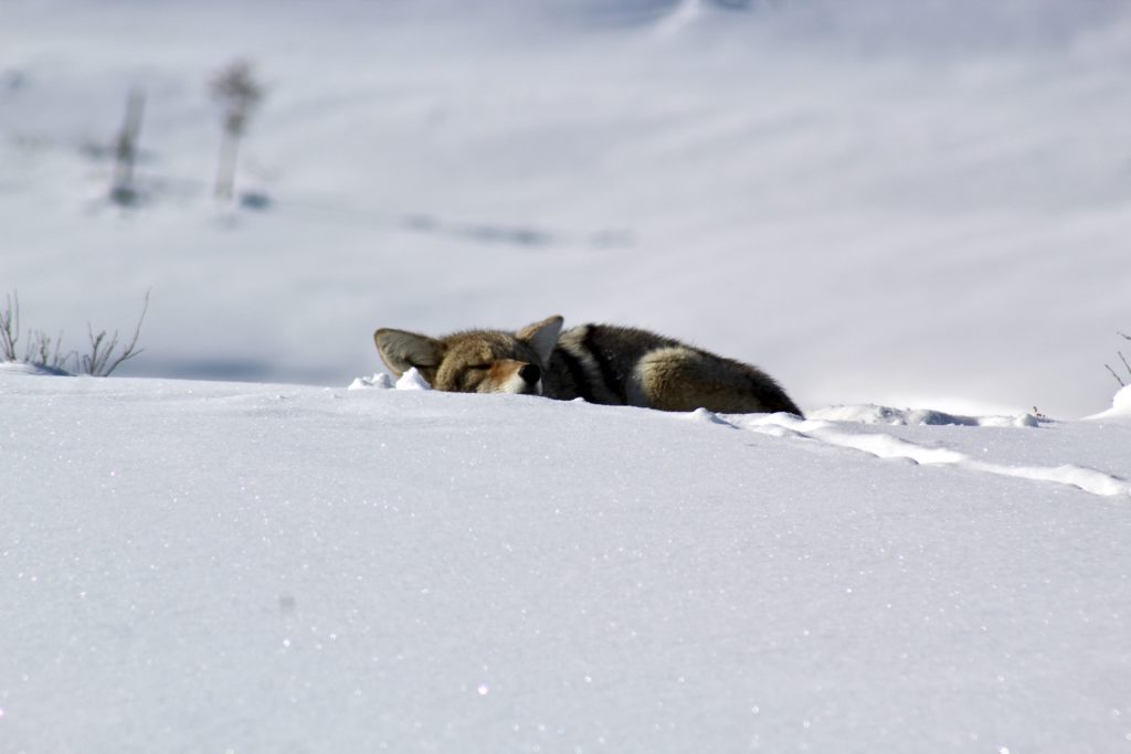 Winter fox sleeping in the snow