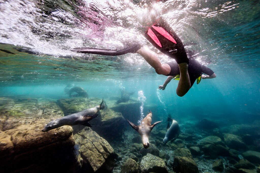snorkel with sea lions in baja